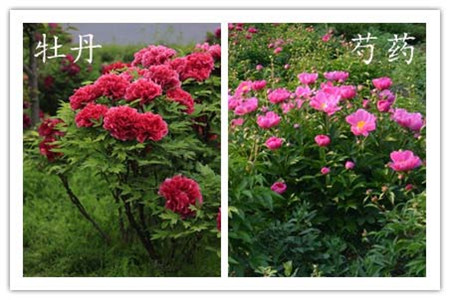 辨别方法一：看杆莖