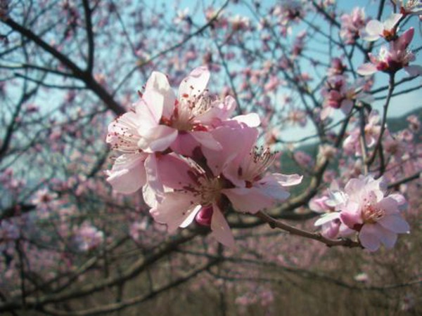 山(shān)桃