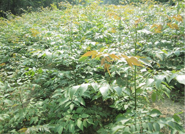 栾樹小(xiǎo)苗