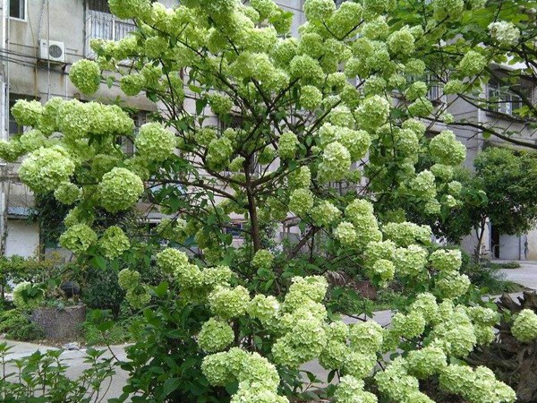 木(mù)繡球圖片