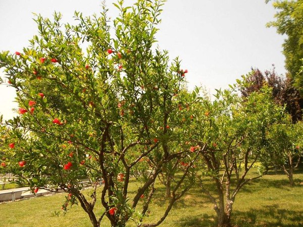 花(huā)石榴