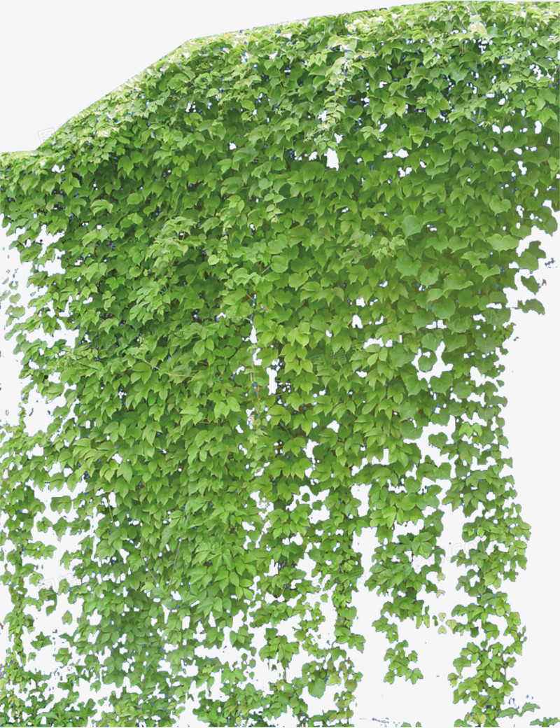 爬山(shān)虎