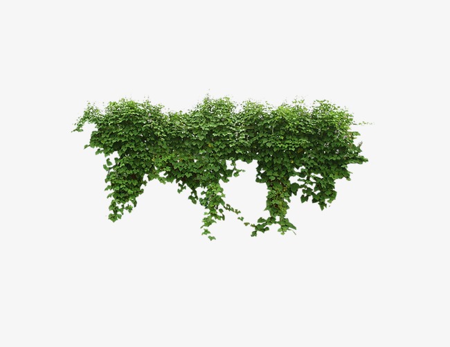 爬山(shān)虎