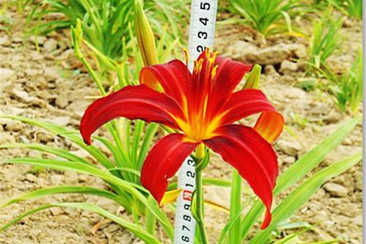 紅寶石萱草(cǎo)