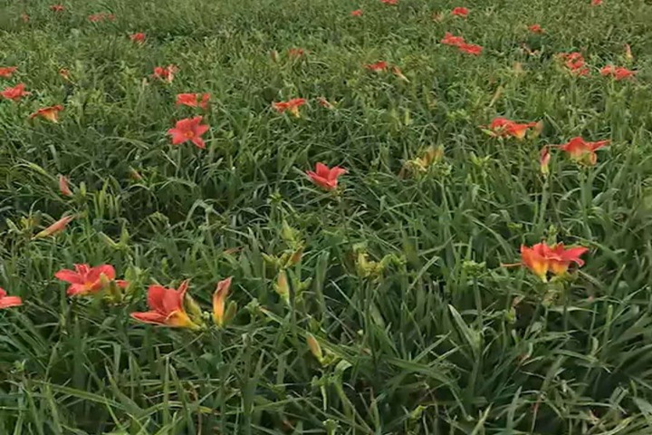 紅寶石萱草(cǎo)