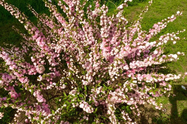 紅花(huā)麥李