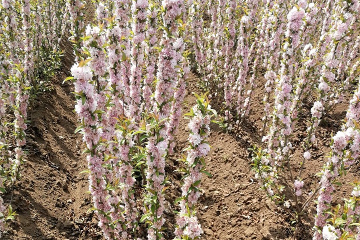 紅花(huā)麥李