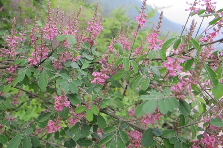 多(duō)花(huā)胡枝子