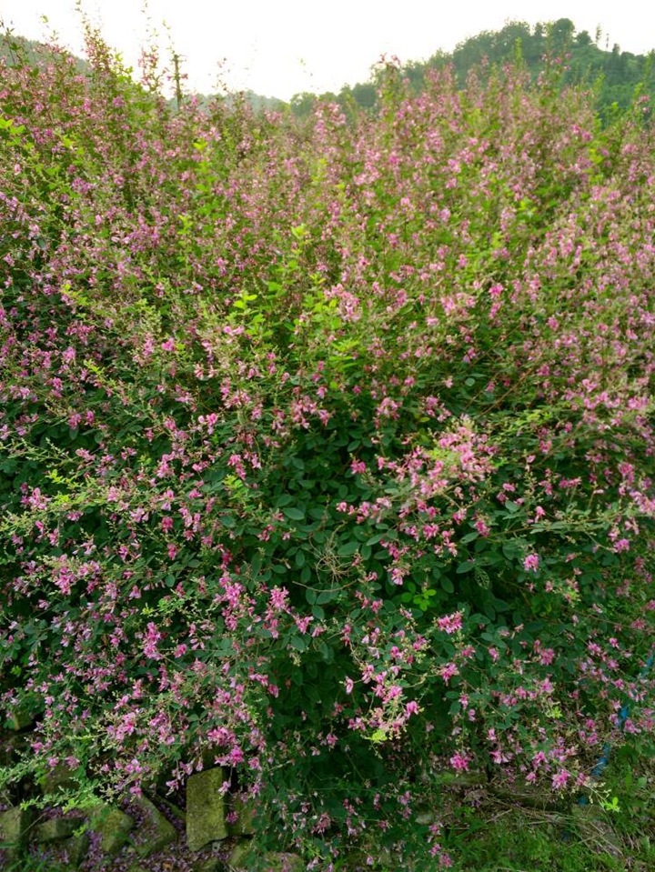 多(duō)花(huā)胡枝子
