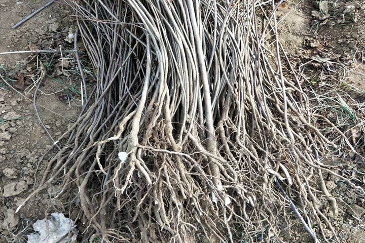 黃栌小(xiǎo)苗