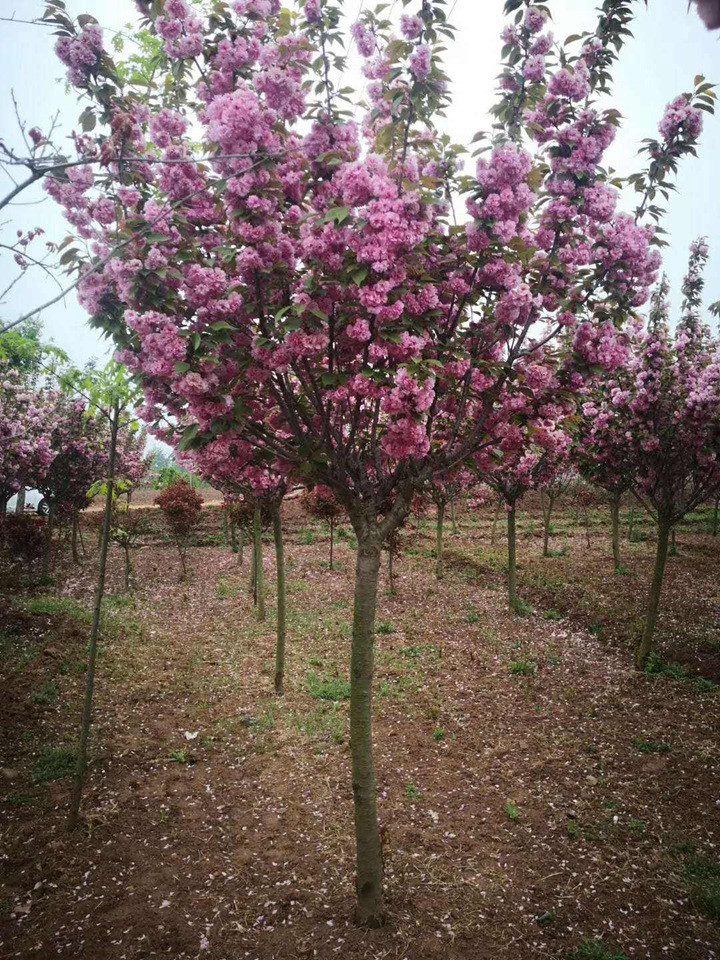 櫻花(huā)樹