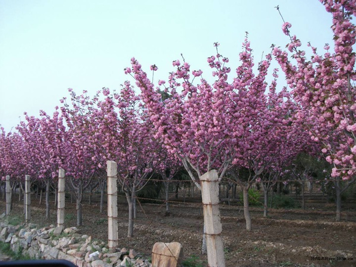 櫻花(huā)樹
