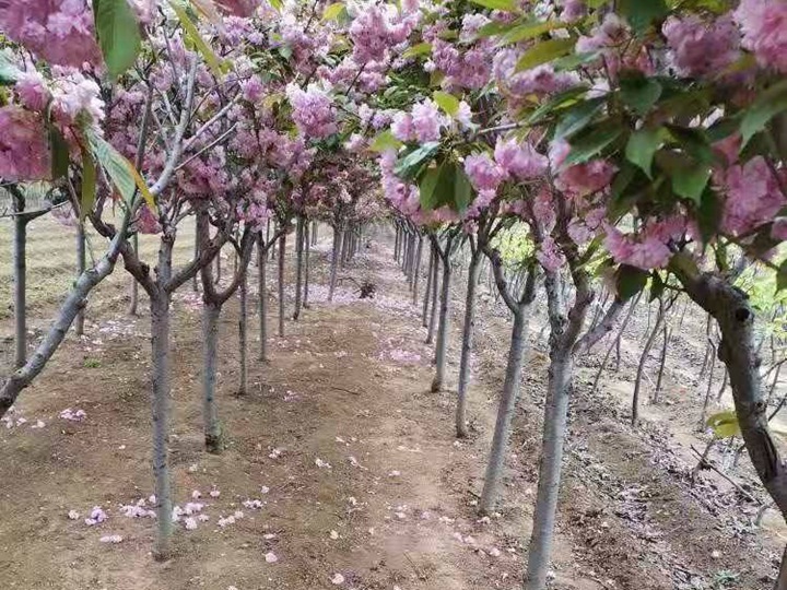 櫻花(huā)樹