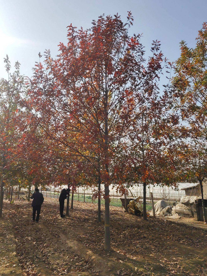 北美紅栎