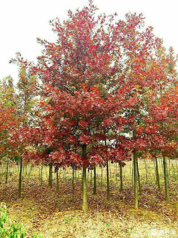 北美紅栎