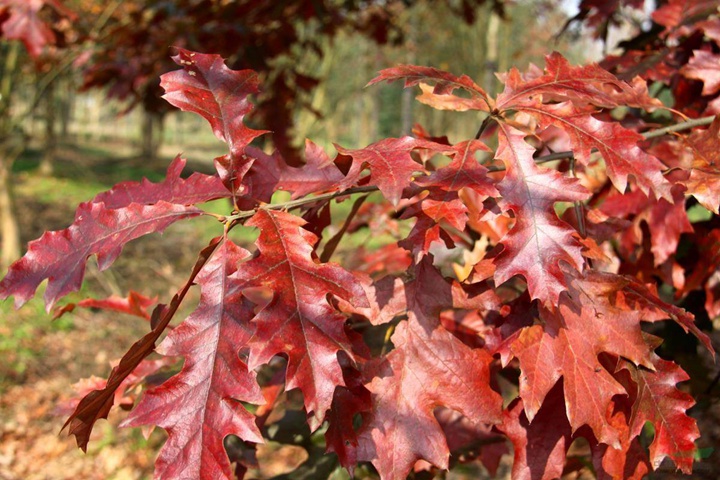 北美紅栎
