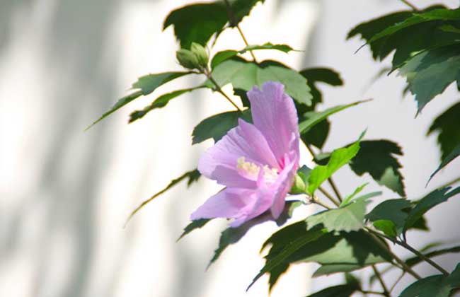 長(cháng)苞木(mù)槿