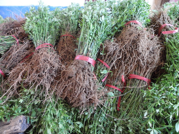 迎春花(huā)苗