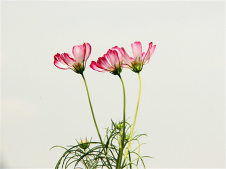 格桑花(huā)科(kē)普時間：波斯菊可(kě)以是！