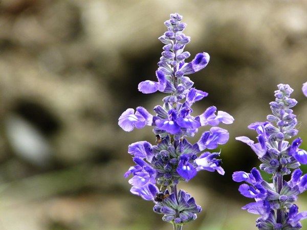 藍花(huā)鼠尾草(cǎo)圖片