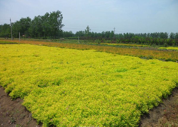 金山(shān)繡線(xiàn)菊圖片