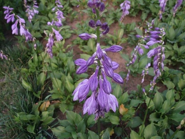 紫花(huā)玉簪