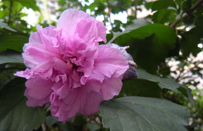 紫花(huā)重瓣木(mù)槿