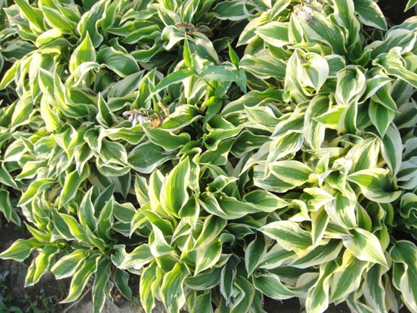花(huā)葉玉簪