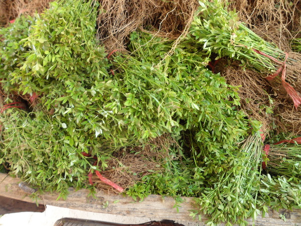 迎春花(huā)苗