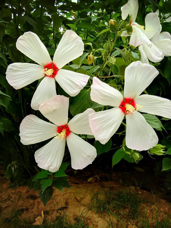 大花(huā)秋葵圖片