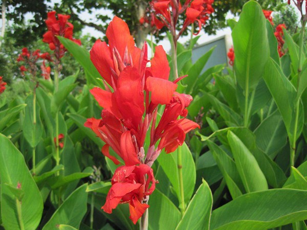 紅花(huā)美人蕉