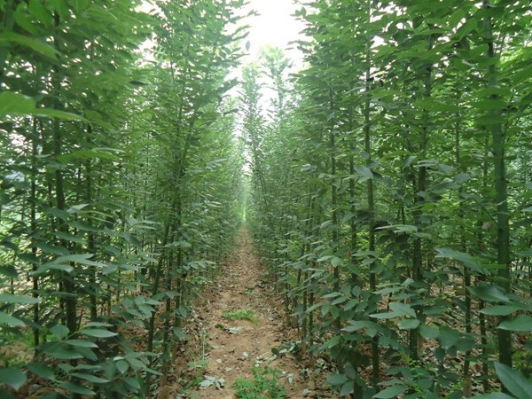 香花(huā)槐