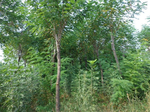 香花(huā)槐
