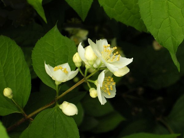 太平花(huā)的圖片