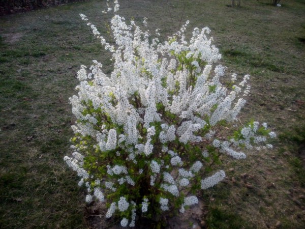 珍珠繡線(xiàn)菊圖片