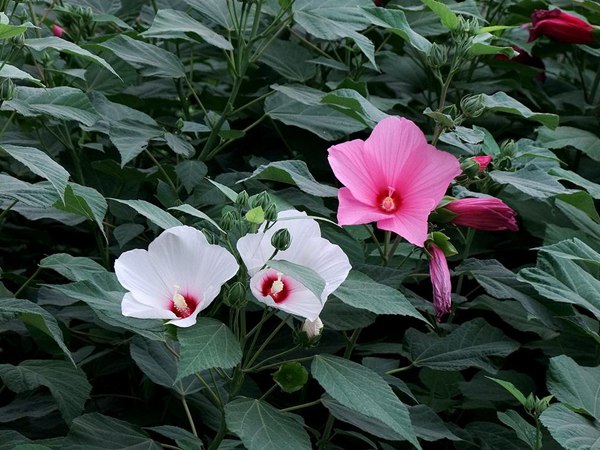 大花(huā)秋葵圖片