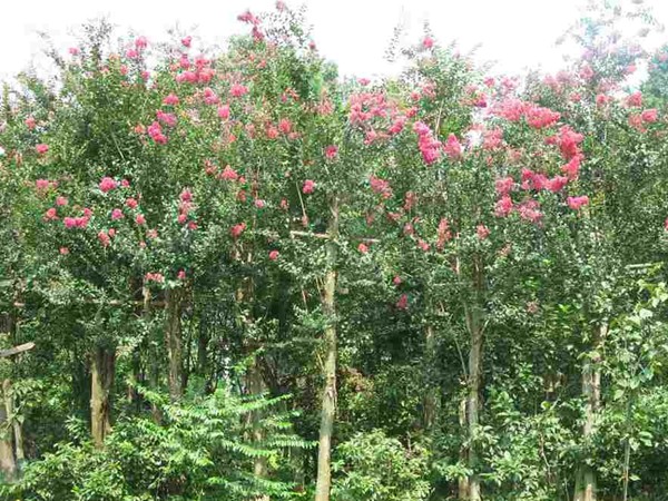 香花(huā)槐
