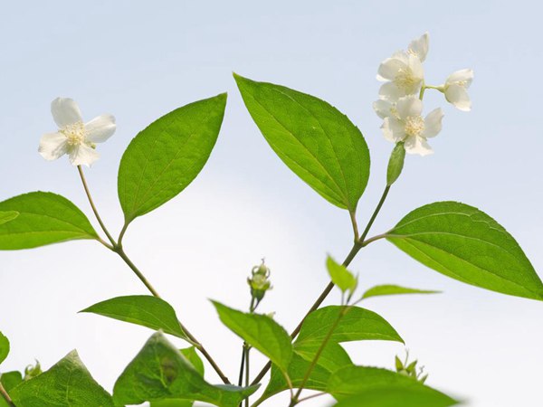 太平花(huā)的圖片