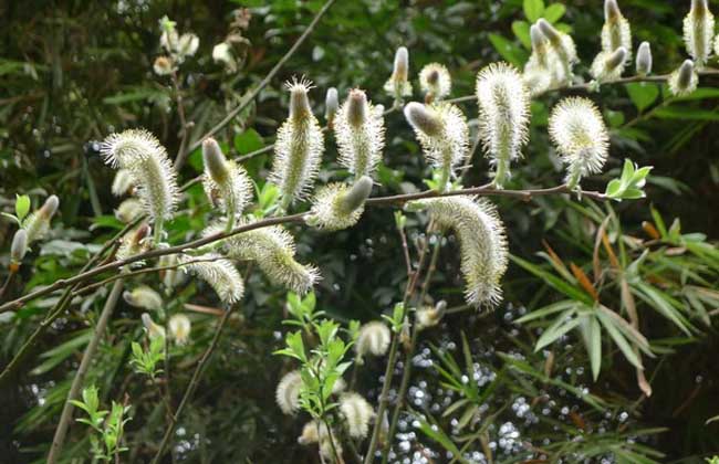 棉花(huā)柳