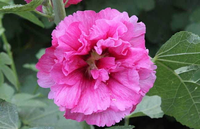 木(mù)槿花(huā)