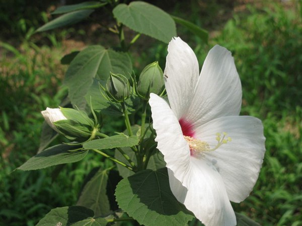 大花(huā)秋葵圖片