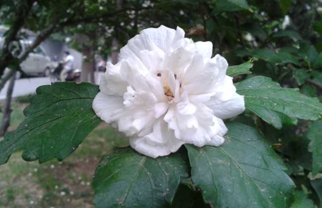白花(huā)重瓣木(mù)槿