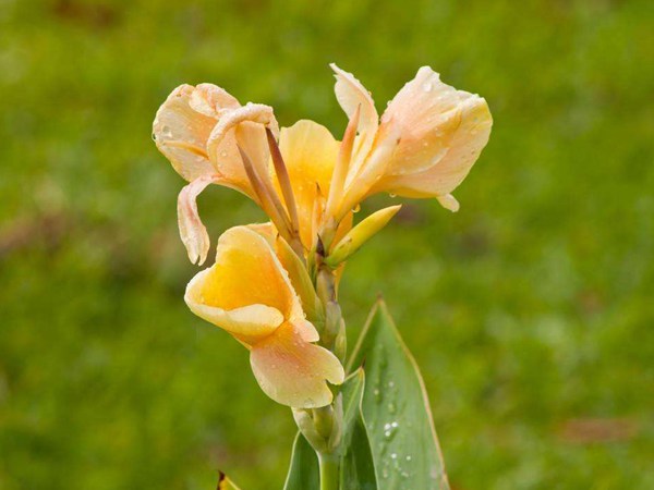 黃花(huā)美人蕉