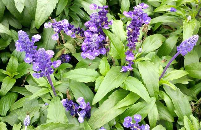 藍花(huā)鼠尾草(cǎo)花(huā)期多(duō)久
