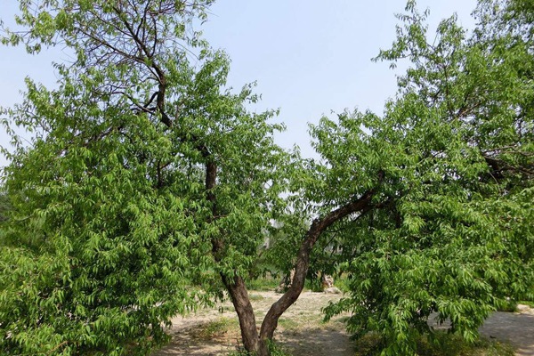 山(shān)桃