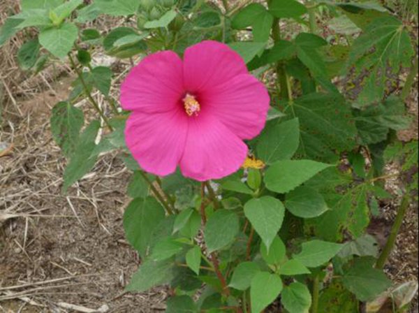 大花(huā)秋葵圖片