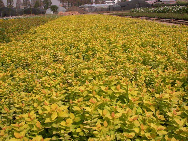 金山(shān)繡線(xiàn)菊圖片