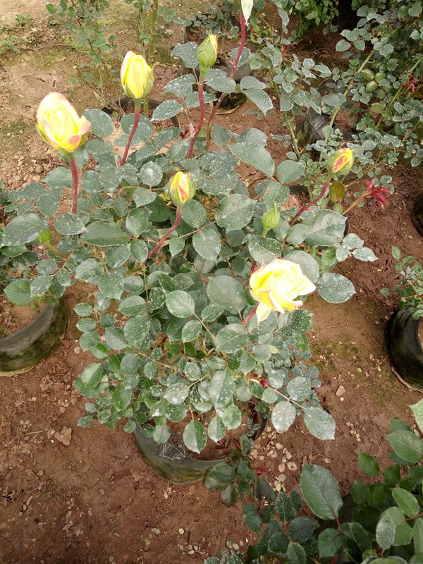 大花(huā)月季圖片