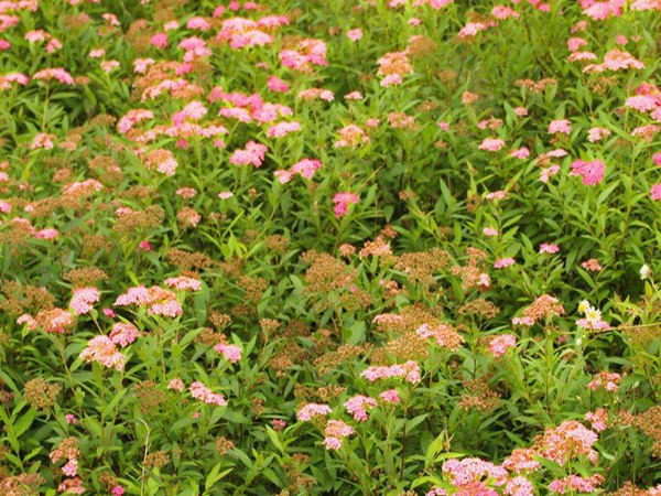 金山(shān)繡線(xiàn)菊圖片