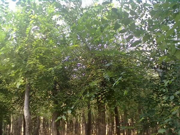 香花(huā)槐